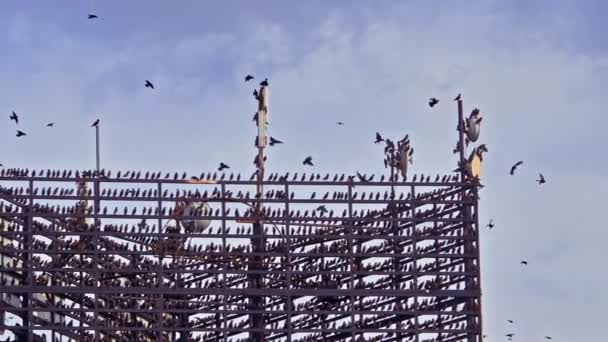 Flock Wild Starlings Resting Cell Tower — Stock Video