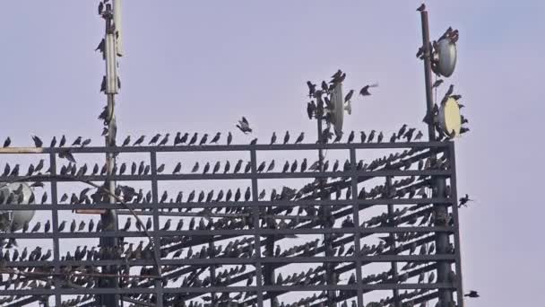 Flock Wild Starlings Vilar Ett Celltorn — Stockvideo