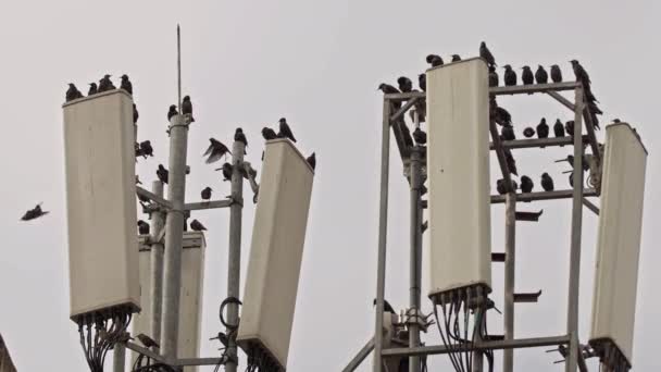 Flock Wild Starlings Vilar Ett Celltorn — Stockvideo
