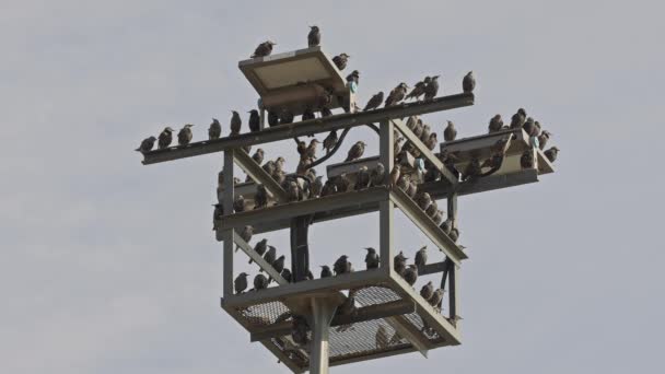 Flock Wild Starlings Ξεκούραση Ηλεκτρικός Φωτισμός Πόλο Πλάνα — Αρχείο Βίντεο