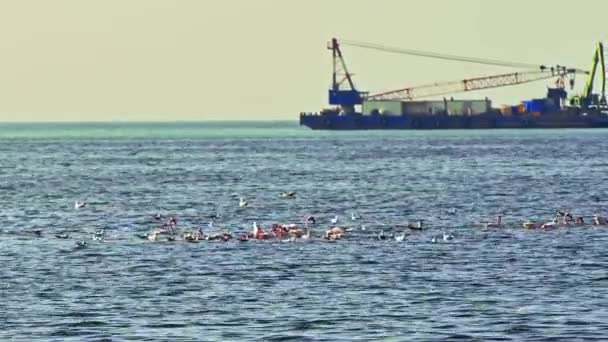 Flamingók Vadon Élő Madarak Takarmánya Óceánban Cargo Ship Horizon Segítségével — Stock videók