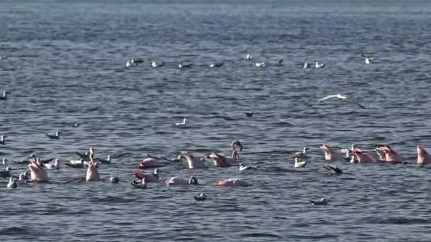Φλαμίνγκο Και Χορτονομές Άγριων Πτηνών Στον Ωκεανό — Αρχείο Βίντεο
