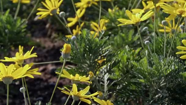 Crisântemo Amarelo Flores Filmagem Jardim — Vídeo de Stock