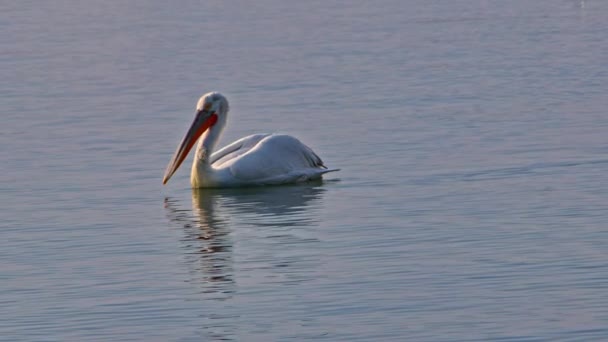 Pelican Drijvend Kalme Zee Beelden — Stockvideo