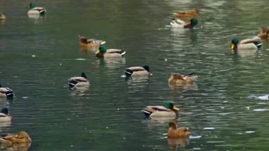 Suda Yüzen Vahşi Ördek Sürüsü.