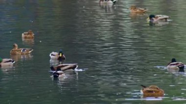 Suda Yüzen Vahşi Ördek Sürüsü.