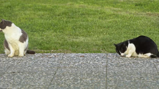 Streunende Katzen Die Auf Dem Boden Sitzen Und Futter Essen — Stockvideo