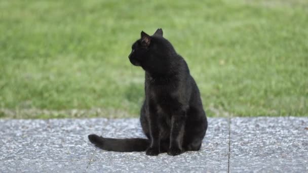 Noble Gato Callejero Negro Sentado Piso Mirando Cámara — Vídeo de stock