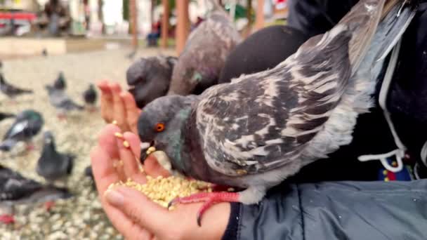 Pigeon Mangeant Main Femme Sur Parc — Video
