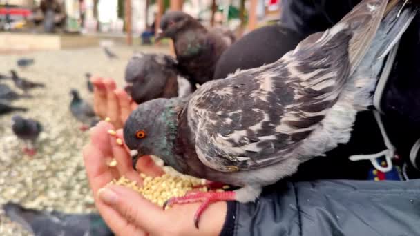 Parktaki Kadın Eli Nden Güvercin Yiyor — Stok video