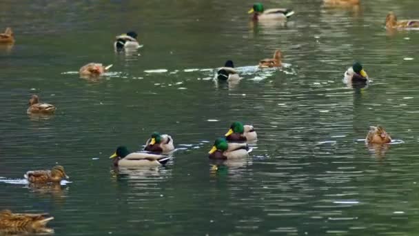 Flock Wild Duck Floating Water Footage — Stock Video