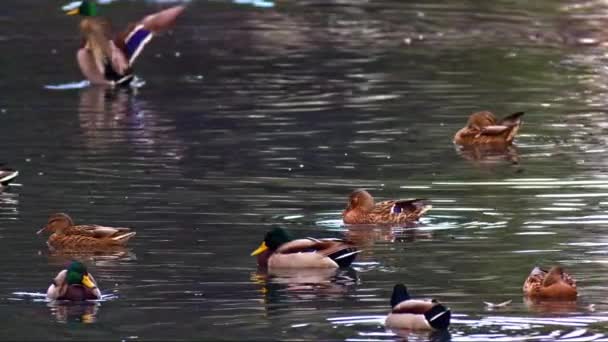 Rebanho Pato Selvagem Flutuando Filmagem Água — Vídeo de Stock