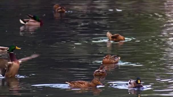 Flock Wild Duck Floating Water Footage — Stock Video