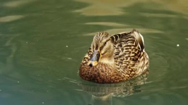 Dişi Yaban Ördeği Suda Yüzüyor.