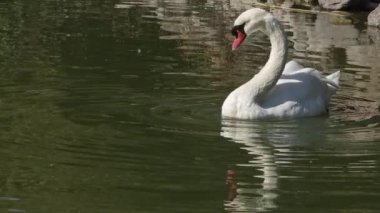 Gracefull Kuğu Gölde İçme Suyu.