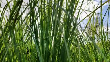 Güneş Işığı Tropikal Sazlıklarla Yansıtılıyor