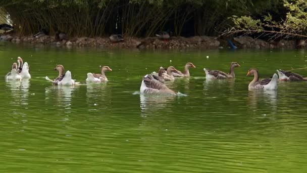 緑の湖の映像に浮かぶ野生のギラギラの群れ — ストック動画