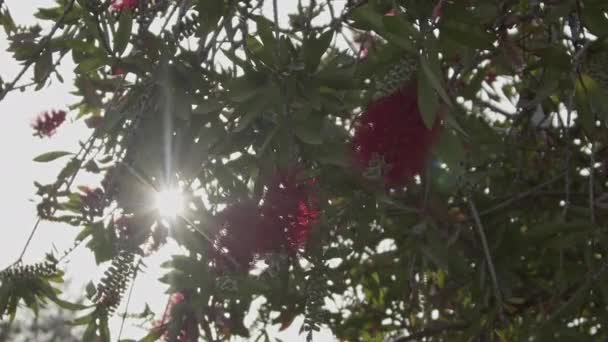 Callistemon Laevis Yapraklar Güneş Görüntüsü — Stok video