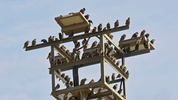 Starlings Selvagens Empoleirados Filmagem Pólo Iluminação Elétrica — Vídeo de Stock