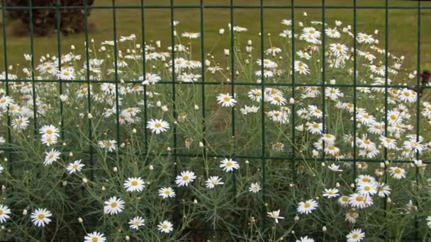 Biała Daisy Kwiaty Ogród Metalowe Ogrodzenia Nagranie — Wideo stockowe