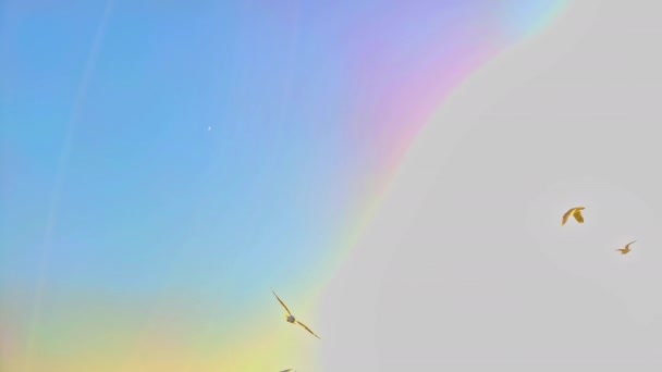 小鸟飞越彩虹天空的影像 — 图库视频影像