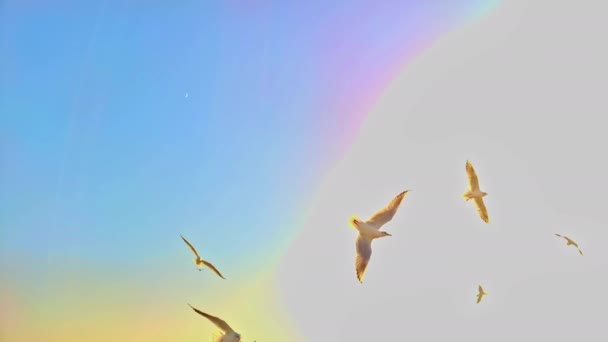 Fågel Som Flyger Över Regnbågens Himmel — Stockvideo