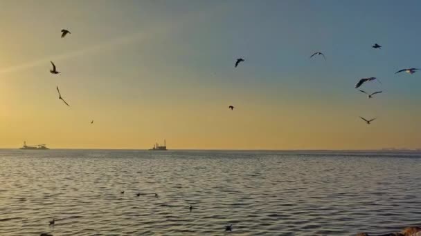 Schöner Sonnenuntergang Über Dem Meer Mit Fliegenden Vögeln — Stockvideo
