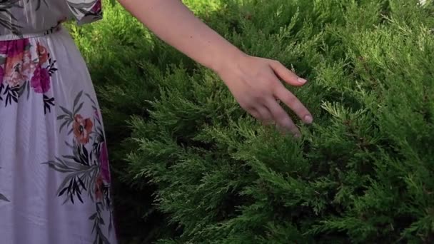 Close Female Hand Touching Pine Tree Footage — Stock video