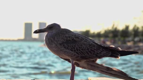 疲惫而破碎的翅膀海鸥宝宝站在沙滩上 — 图库视频影像