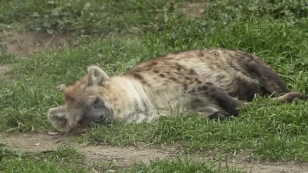 Wild Hyena Lying Green Grass Footage — Stock Video