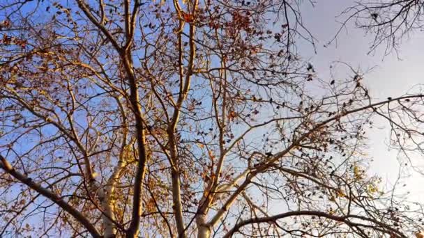 冬の映像の中の落葉樹の上に野生の鳥 — ストック動画