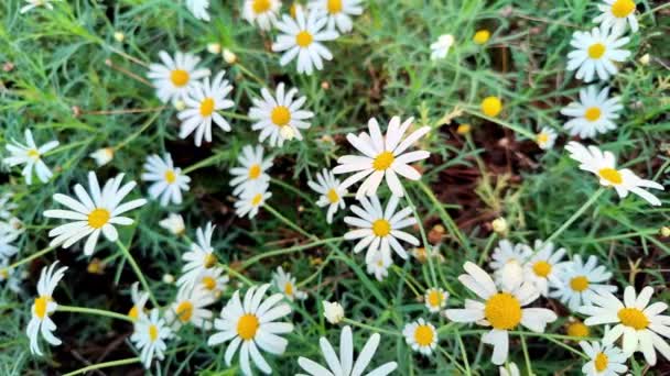 Close Slider Shooting White Daisies Footage — Video Stock