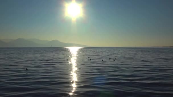 Seagulls Ocean Water Sparkle Glitter Footage — Stockvideo