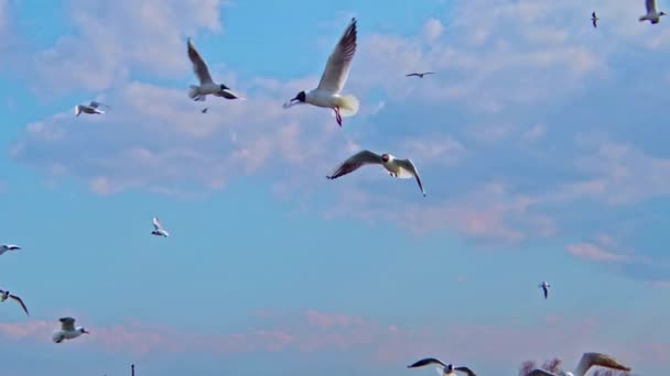 Seagulls Fly High Cloudy Sky Footage — 비디오