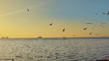 Flock of Seagulls Flying In The Skyline Ocean In The Afternoon Footage.