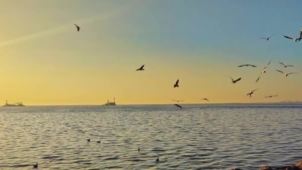 Flock Seagulls Flying Skyline Ocean Afternoon Footage — Vídeo de stock