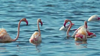 Flock of Flamingos Looking for Food in the Lagoon Footage.