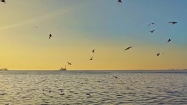 Flock of Seagulls Flying In The Skyline Ocean In The Afternoon Footage.