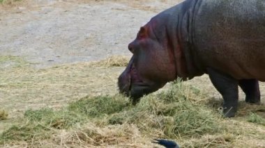 African Hippo Grazing Alone Footage.