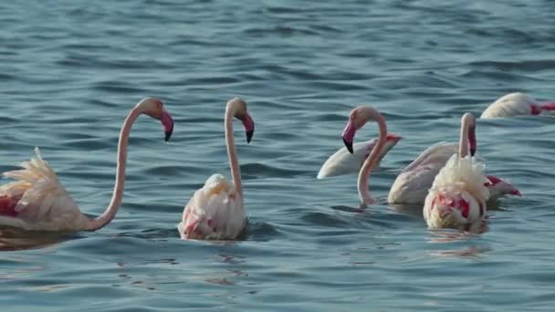 Flock Flamingos Looking Food Lagoon Footage — Stock Video