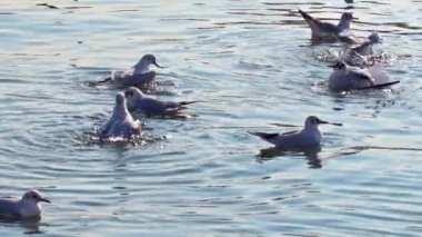 Flock of Seagulls Bathing and Cleaning in Ocean Water Footage.