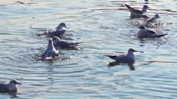 Flock Seagulls Bathing Cleaning Ocean Water Footage — Stockvideo
