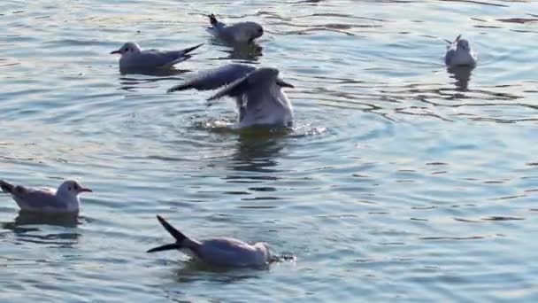 Flock Seagulls Bathing Cleaning Ocean Water Footage — Stock video