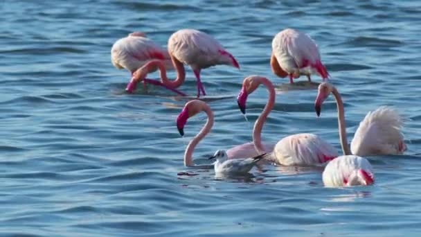 Graceful Flamingo Floating Ocean Water Footage — Stock Video