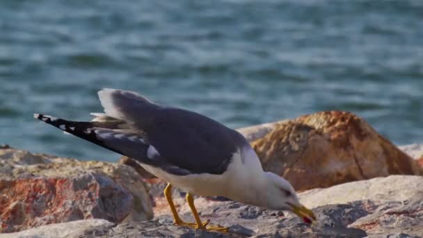 Seagull Drinking Water Cliffs Sea Footage — Stockvideo