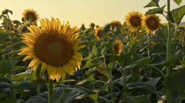 The Wind Swings the Sunflower Plants Footage.