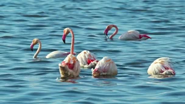 Flamingo Looking Food Water Footage — Stockvideo