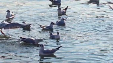 Flock of Gray Seagulls Bathing on the Sea Slow Motion Footage.
