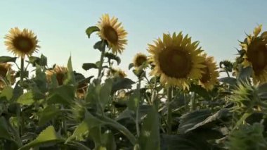 Sunflower Plants Swinging in the Wind Footage.