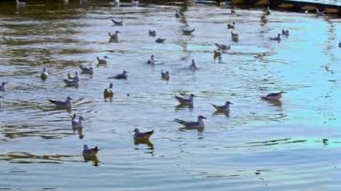 Flock of Gray Seagulls Flying on the Sea Footage.